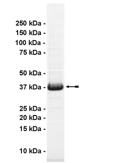 Eurofins DiscoverX MST4 Protein, Active 10 &mu;g | Buy Online | Eurofins DiscoverX | Fisher Scientific